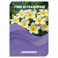 Lavapavimenti Fior di Frangipane
