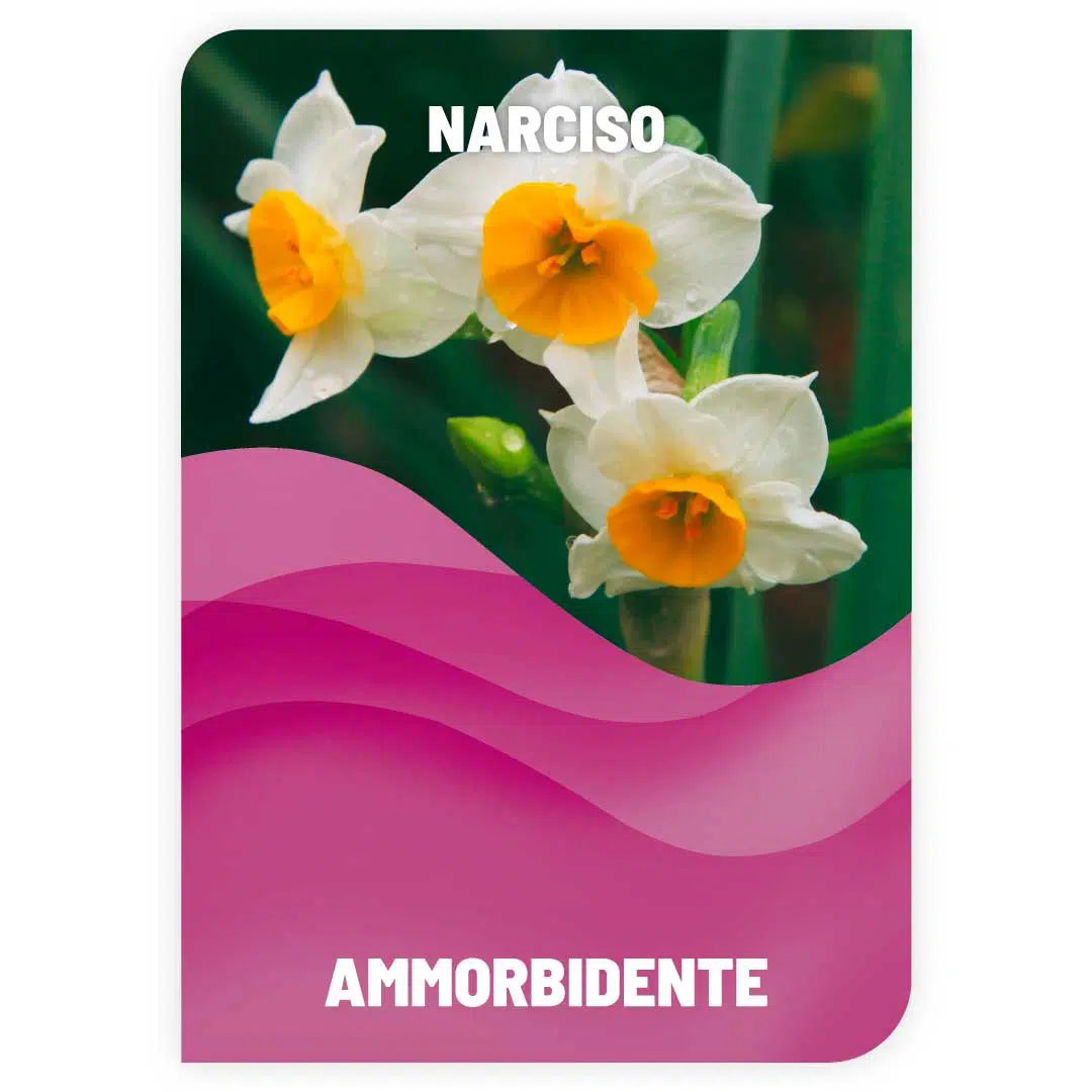 Ammorbidente Narciso.
